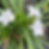 Rubella Plant Ophiopogon Japonicus