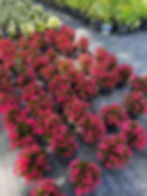 Thumbnail: Red Begonias Plant