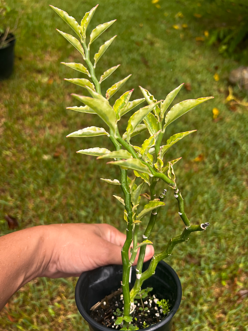 Devils Backbone Plant
