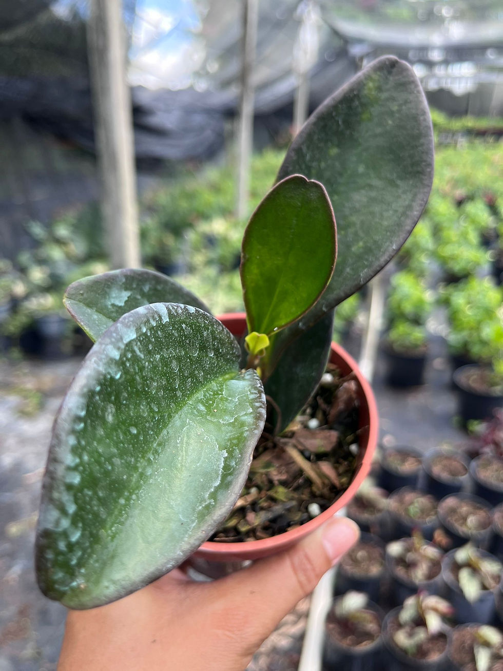 Miniatura: Peperomia Ginny