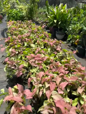 Thumbnail: Strawberry Cream Syngonium Basket