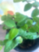Evergreen Ivy, Creeping fig plant