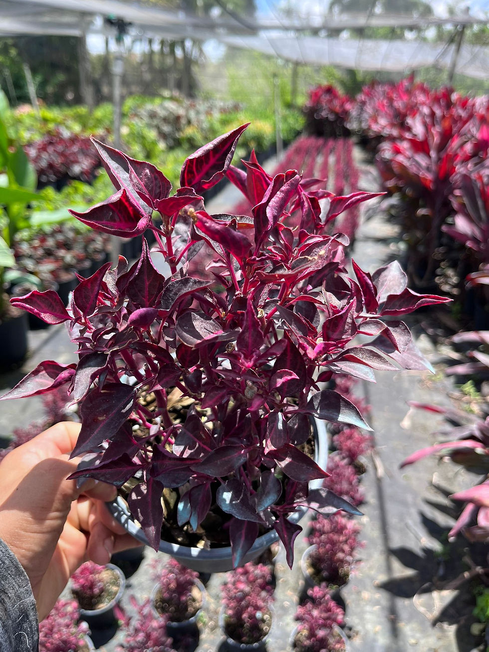 Miniatura: Live Alternanthera Plant