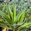 Miniatura: Agave Desmettiana 3