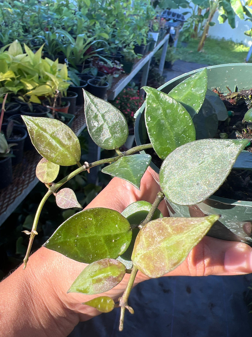 Miniatura: Hoya lacunosa houseplants 3