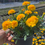 Miniatura: Marigold Plant Yellow