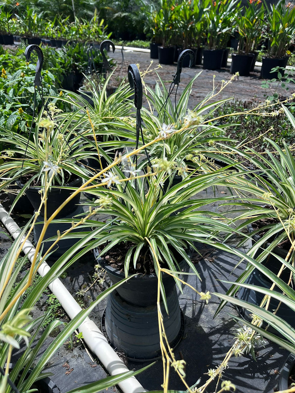 Thumbnail: Variegated Spider Plant