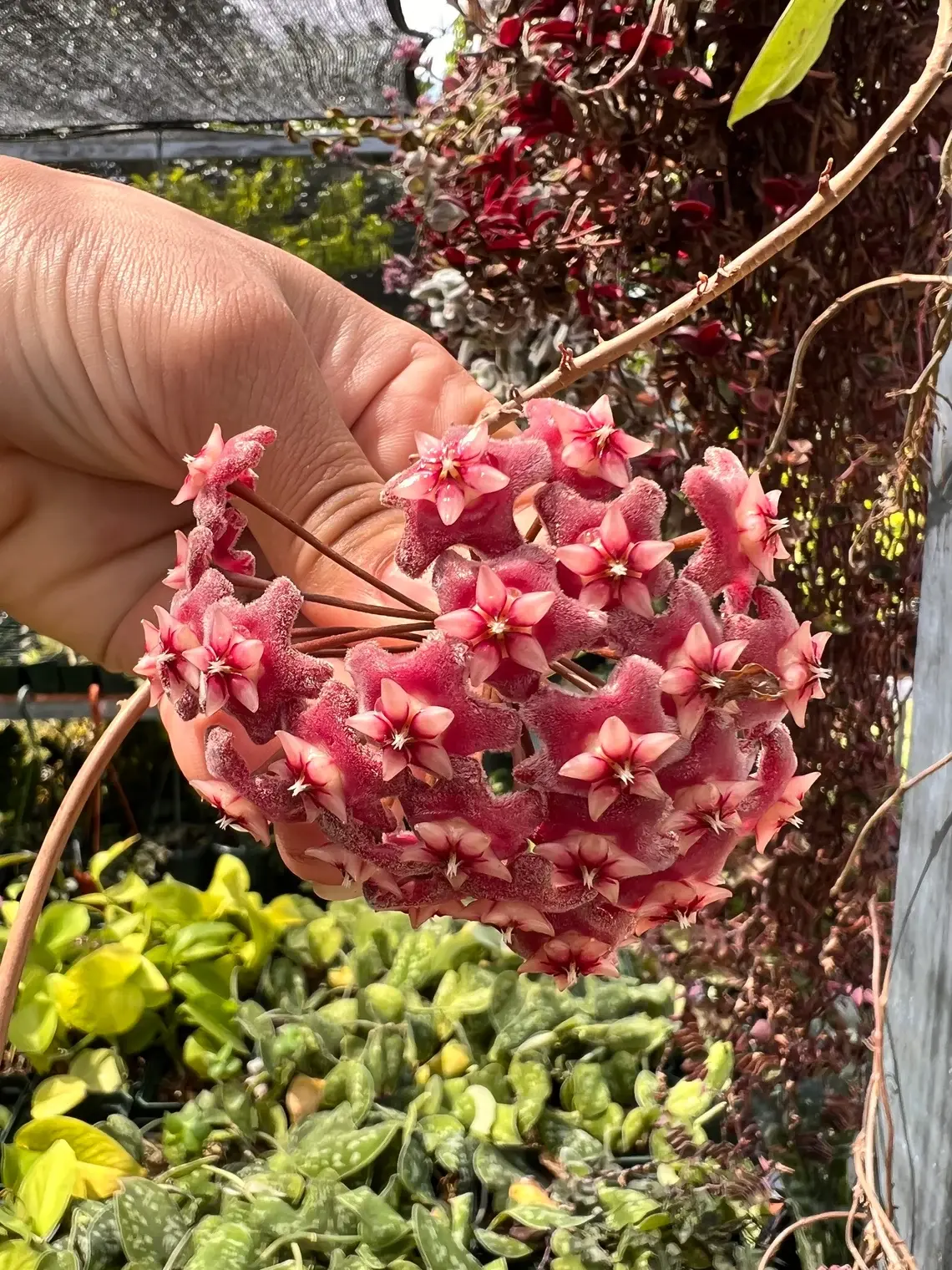 Hoya Publicalyx splash Plant