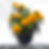 Marigold Plant Yellow
