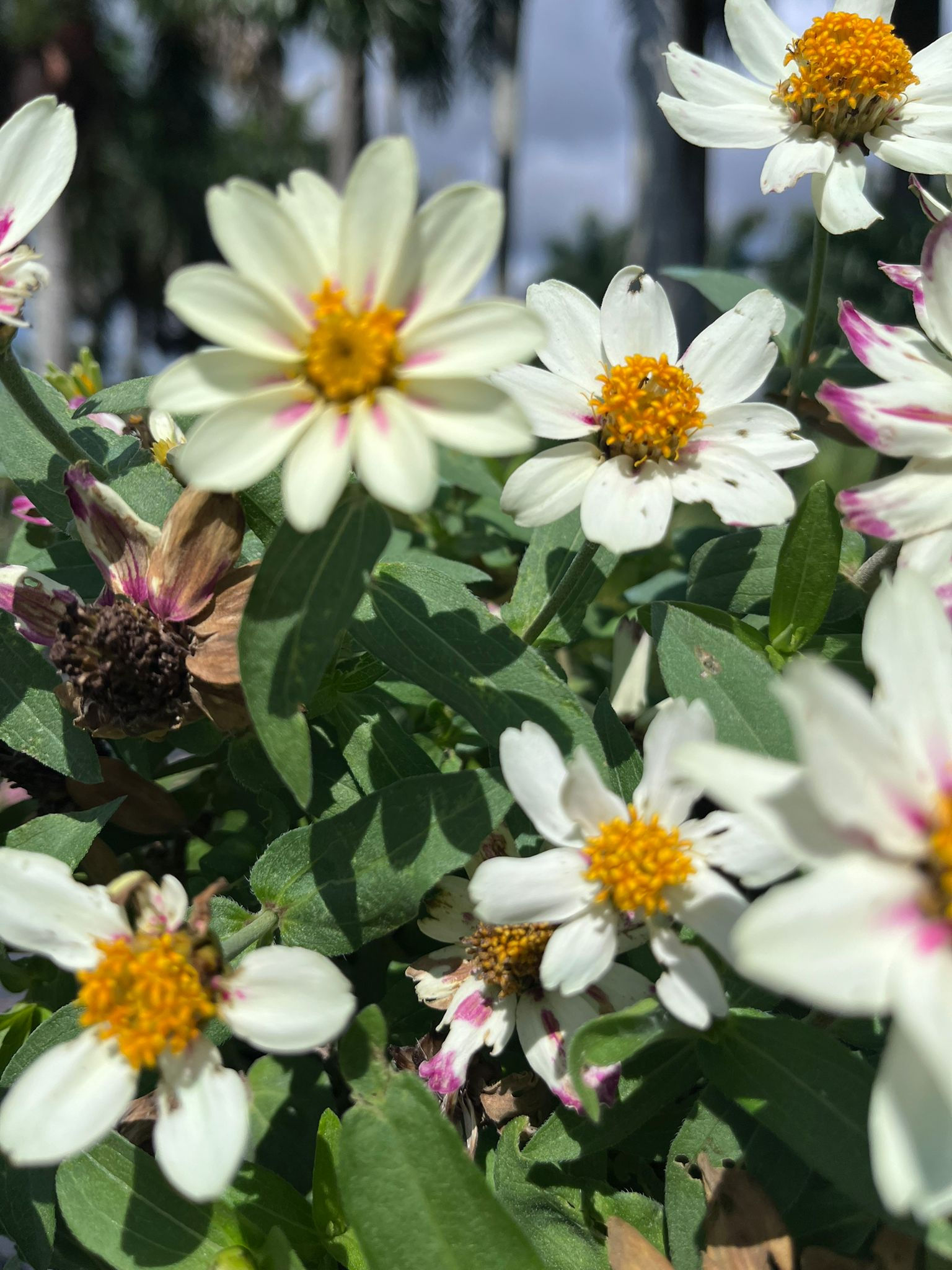 Vibrant Zinnia Angustifolia (Narrow-Leaf Zinnia) – Live Plant in 6-inch Pot