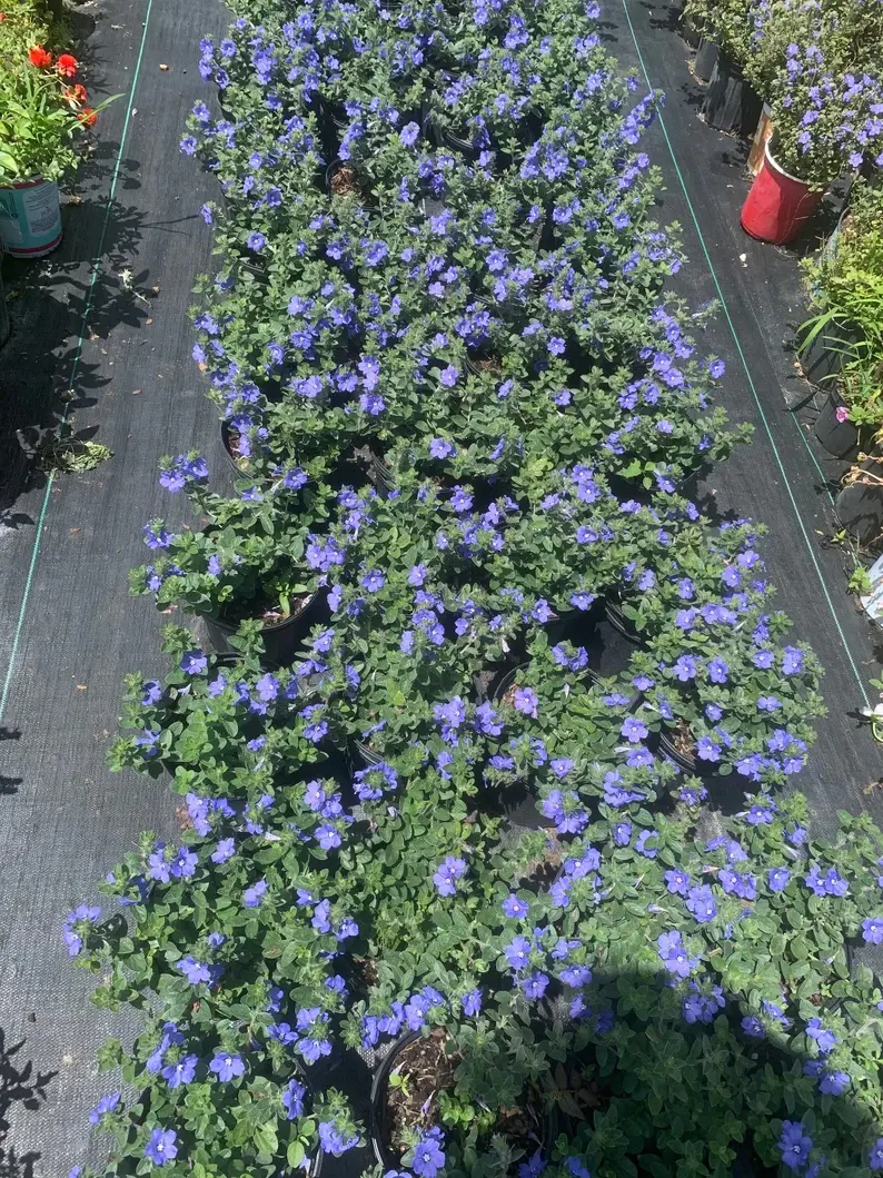 Thumbnail: Evolvulus Hybrid-Dwarf Morning Glory