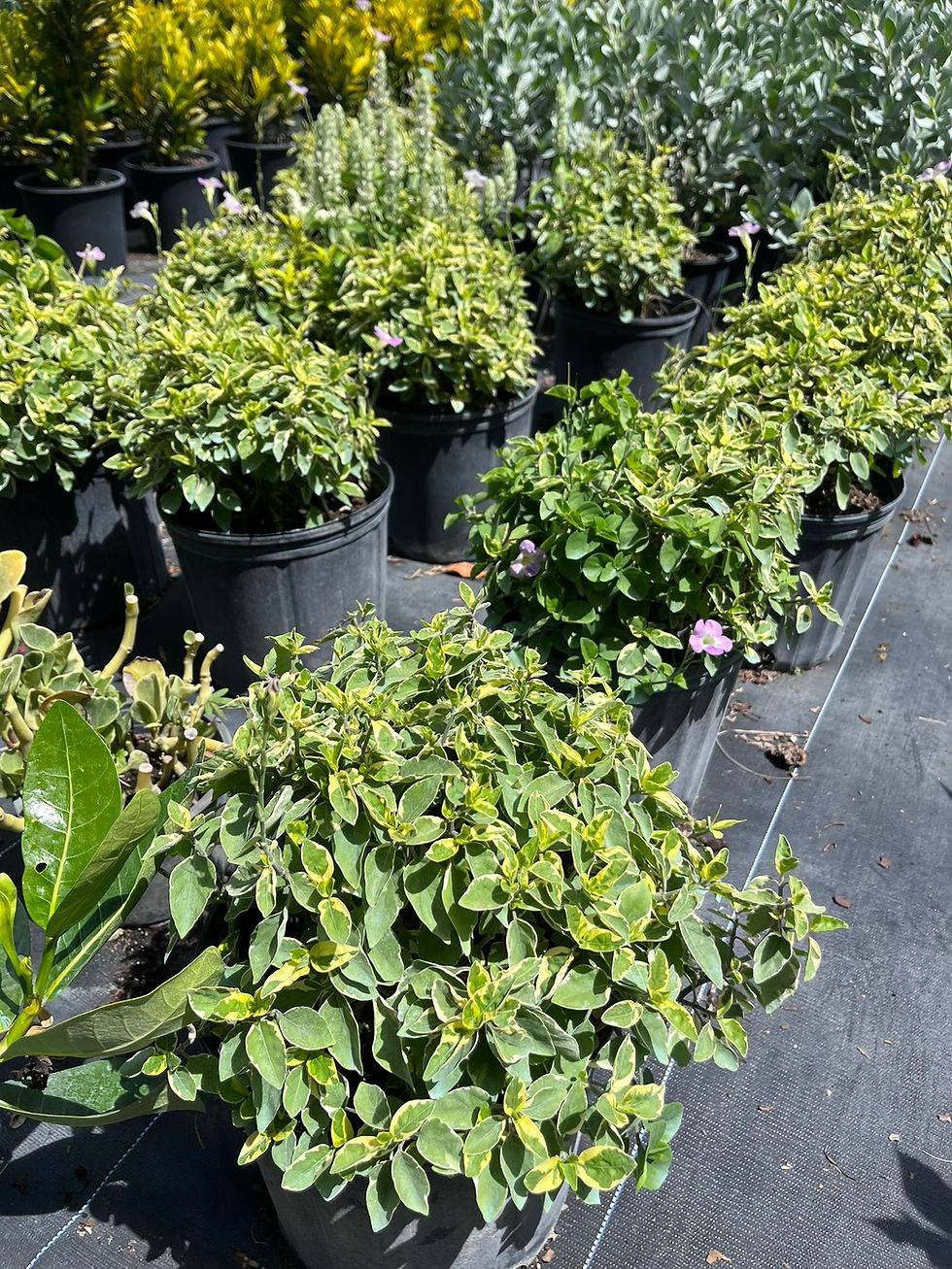 Miniatura: Asystasia gangetica Chinese Violet - Variegated Ground Cover Purple