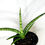 Miniatura: Sansevieria cylindrica, Snake plant