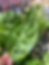 Monstera adansonii, Swiss cheese