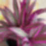 Dwarf Oyster Plant Variegated Tradescantia