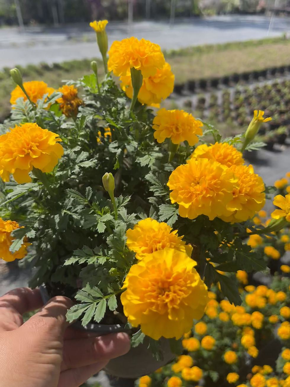 Miniatura: Marigold Plant Yellow