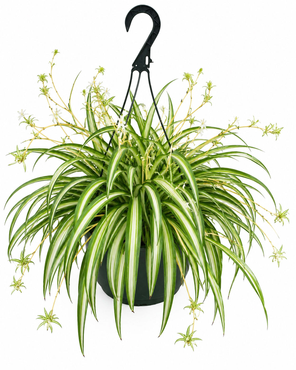 Live Variegated Spider Plant - Easy Care and Air Purifying