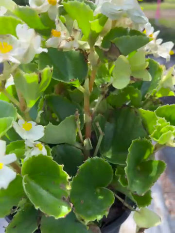 Miniatura: White Begonia tropical plant