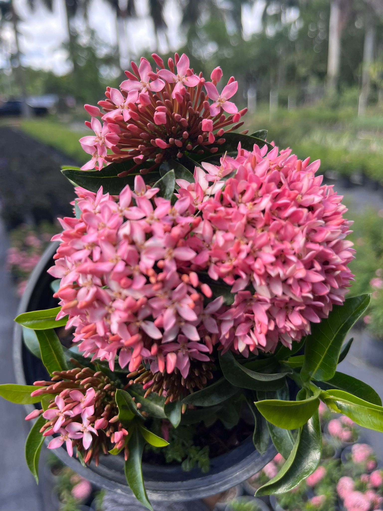 Vibrant Dwarf Ixora Pink – Live Plant 1 Gal | Ideal for Small Gardens