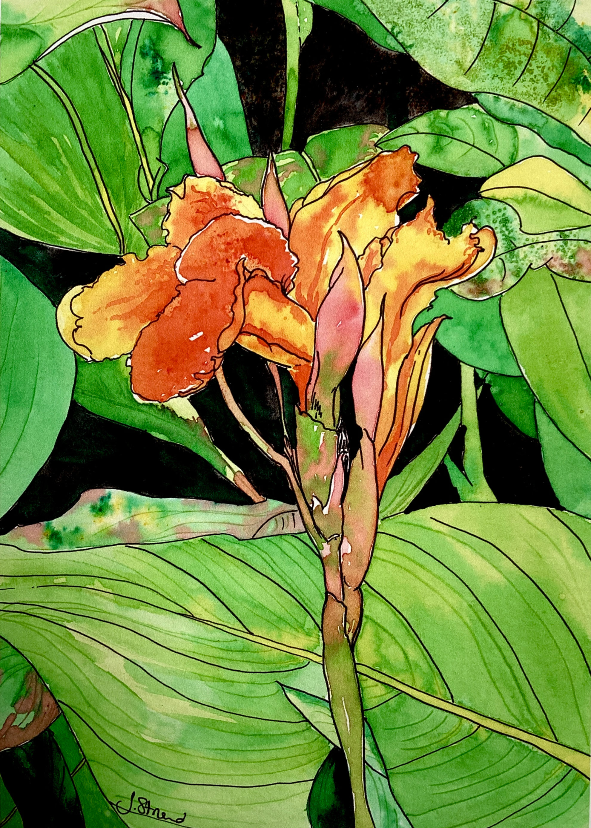 'Canna Lily' large, medium and small limited edition print of 10