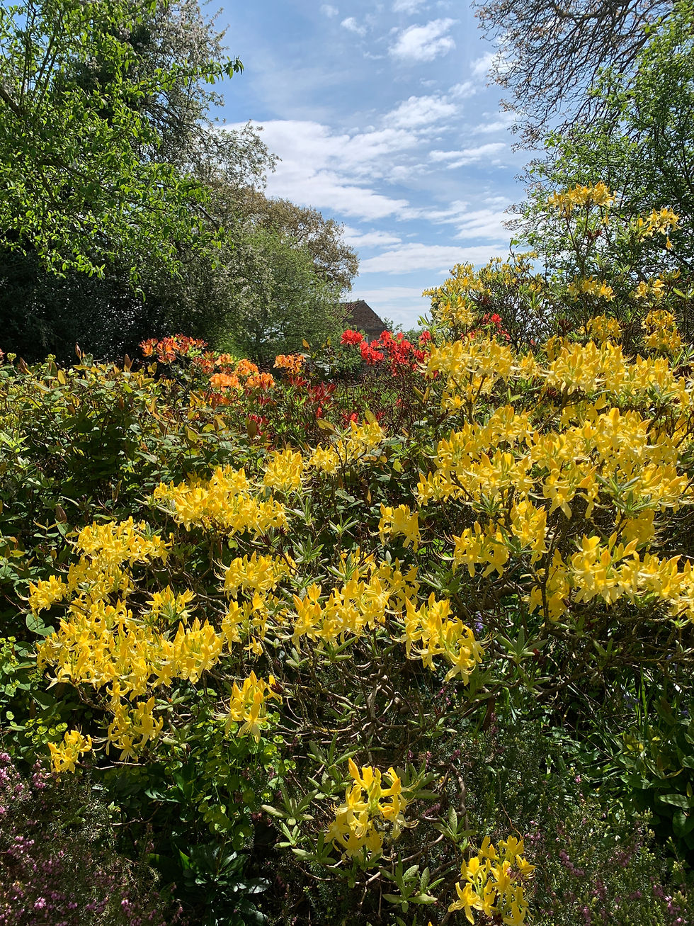 Thumbnail: Art in the Garden Thursday 25th June 10.00 a.m to 3.00 p.m.