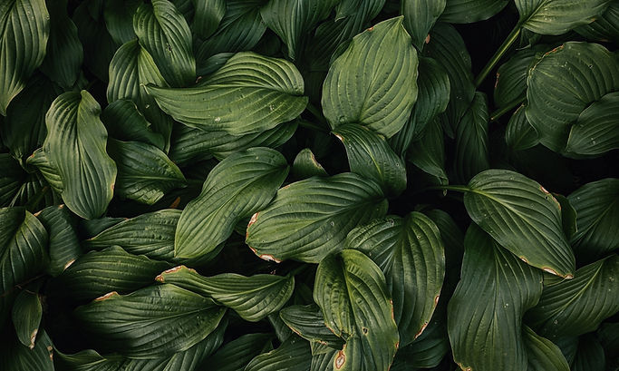 green leafed plans_edited.jpg