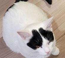 A rescue cat at CatCause receiving 100% direct support through shelter funding and nutritious meals.