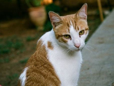 Orange and white cat looking toward the camera while sitting outside