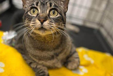 Rescue cat resting on yellow blanket — part of CatCause Shelter of the Month campaign supporting shelters across the USA.