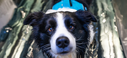 Border Collie on a hydrotherapy treadmill .jpg