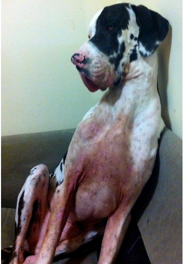 raw food for dogs with allergies