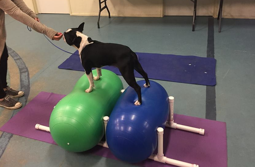 dog fitness equipment