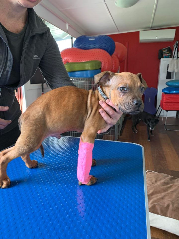 Carpal Laxity Syndrome aka Knuckling Over in Puppies