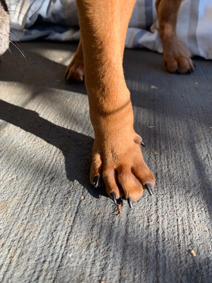 Carpal Laxity Syndrome aka Knuckling Over in Puppies