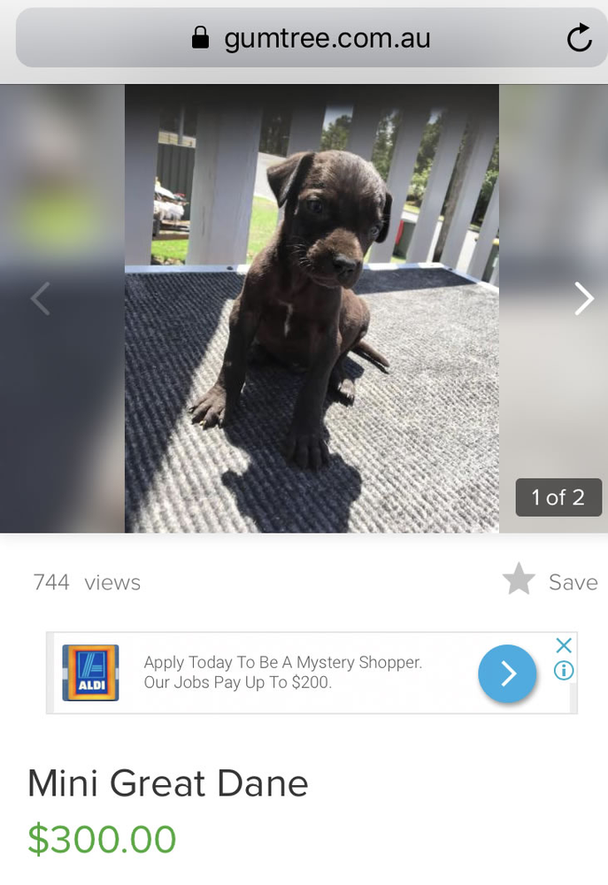 great dane puppies gumtree