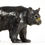 Thumbnail: Young Black Bear