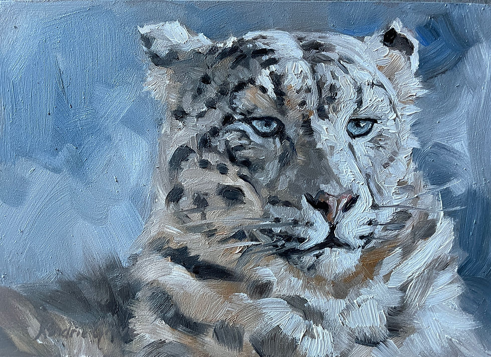 Thumbnail: Snowy Softness: Snow Leopard