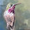 Thumbnail: Calliope Hummingbird oil painting by Kindrie Grove