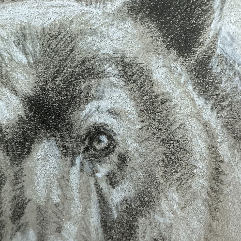 Thumbnail: Black Bear Stare