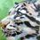 Thumbnail: African Vibes Wildlife Mini Print Gallery Wall Set by Kindrie Grove. Clouded Leopard