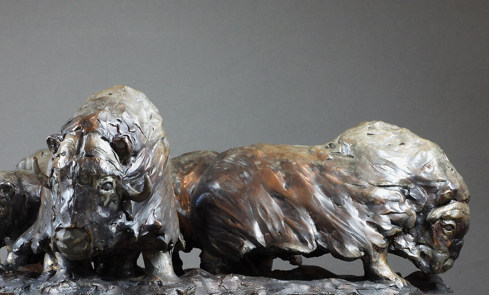 Thumbnail: The Circle: Musk Oxen
