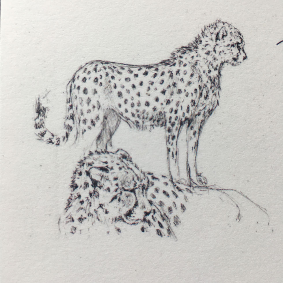Thumbnail: Animal Sketches Notepad: Cheetah