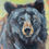 Thumbnail: Black Bear Portrait