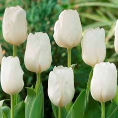 Holland Snow Tulip