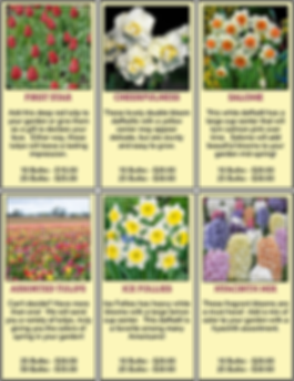 Tulip, daffodils, and hyacinth bulb varieties