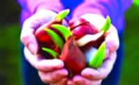 Fundraising with The Tulip Company garden center