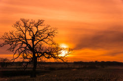 Sunset Over the Fields