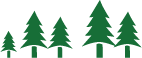 Cluster of Pine Trees 