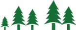 Cluster of Pine Trees