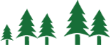 Cluster of Pine Trees